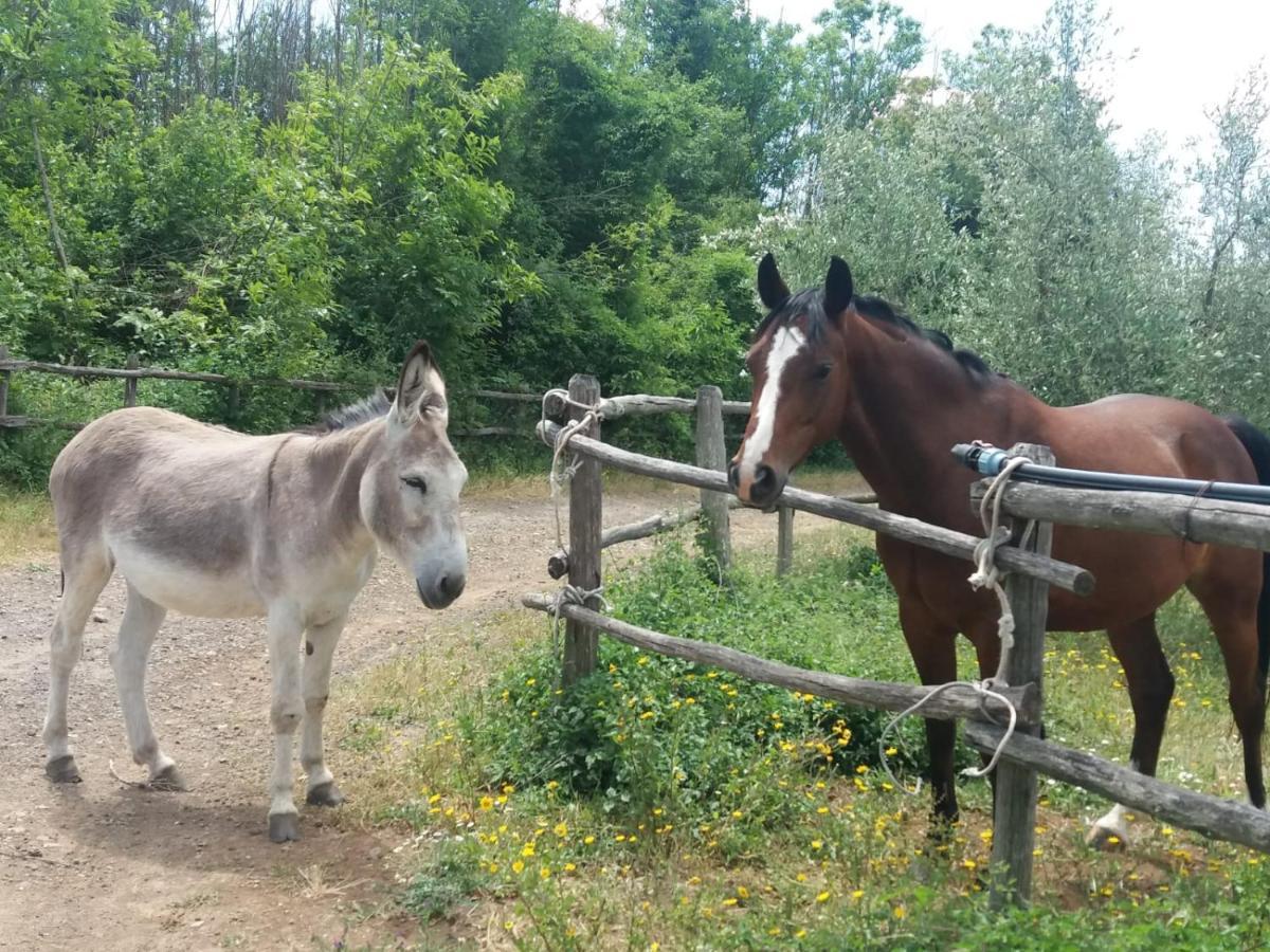 Agriturismo Le Terre di Vejano Veiano Esterno foto