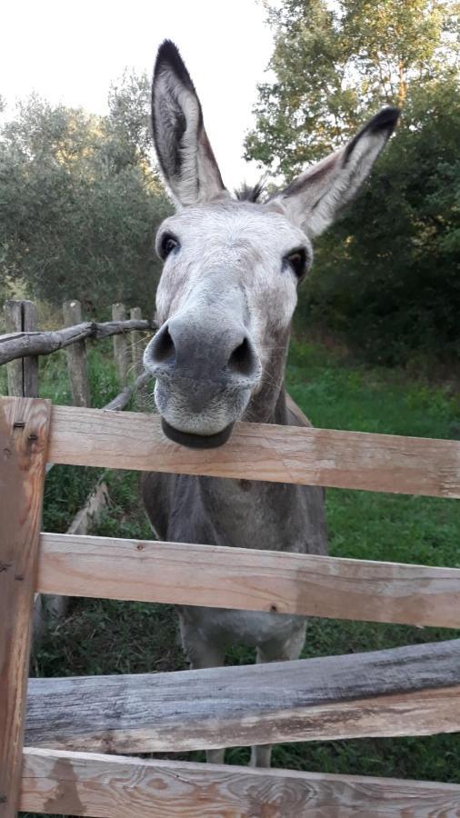 Agriturismo Le Terre di Vejano Veiano Esterno foto